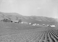 Ranch camp for pea pickers, near Milpitas, Santa Clara County, California, 1939. Creator: Dorothea Lange