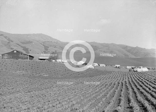 Ranch camp for pea pickers, near Milpitas, Santa Clara County, California, 1939. Creator: Dorothea Lange.
