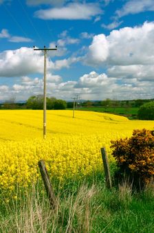 Rape seed field. Creator: Peter Thompson