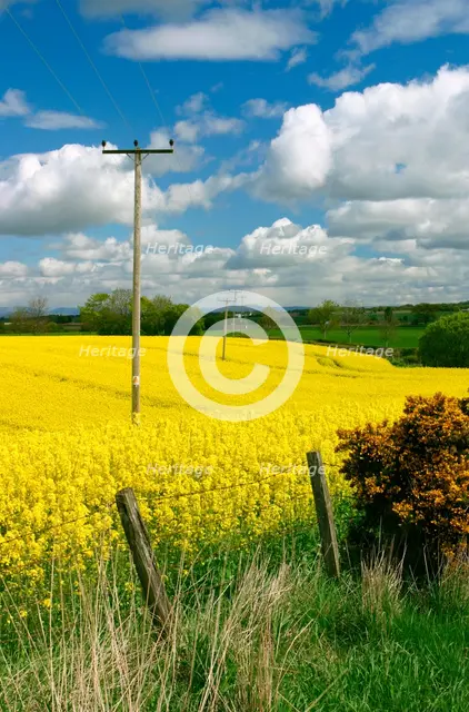 Rape seed field. Creator: Peter Thompson.
