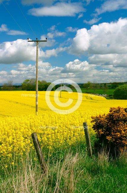 Rape seed field. Creator: Peter Thompson.