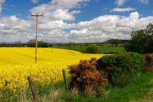 Rape seed field. Creator: Peter Thompson