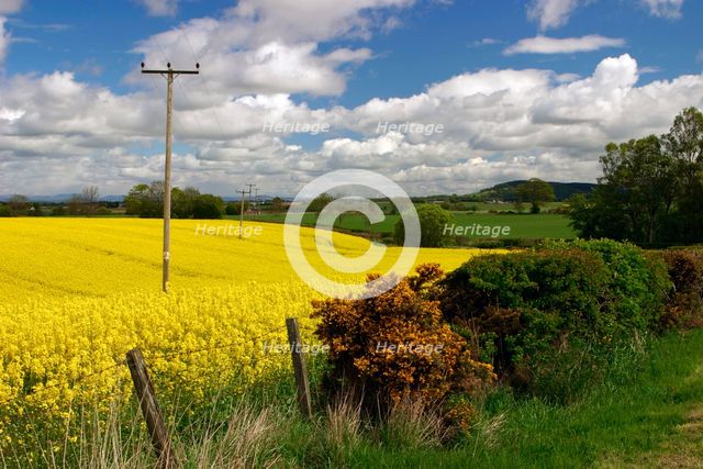 Rape seed field. Creator: Peter Thompson.