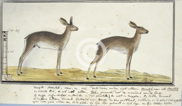 Raphicerus campestris (Steenbok), 1777-1786. Creator: Robert Jacob Gordon.