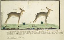 Raphicerus campestris (Steenbok), 1777-1786. Creator: Robert Jacob Gordon