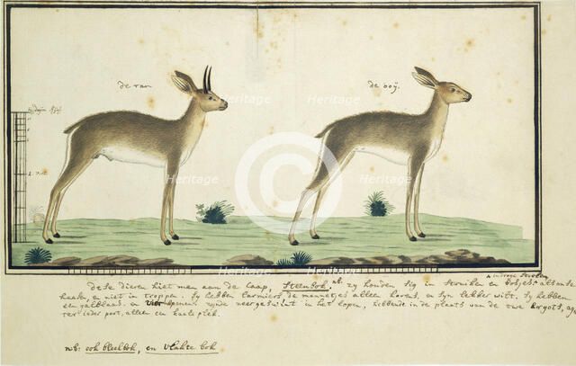 Raphicerus campestris (Steenbok), 1777-1786. Creator: Robert Jacob Gordon.