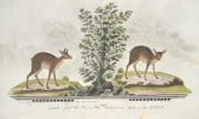 Raphicerus melanotis (Cape grysbok), 1777-1786. Creator: Robert Jacob Gordon