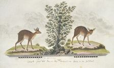 Raphicerus melanotis (Cape grysbok), 1777-1786. Creator: Robert Jacob Gordon