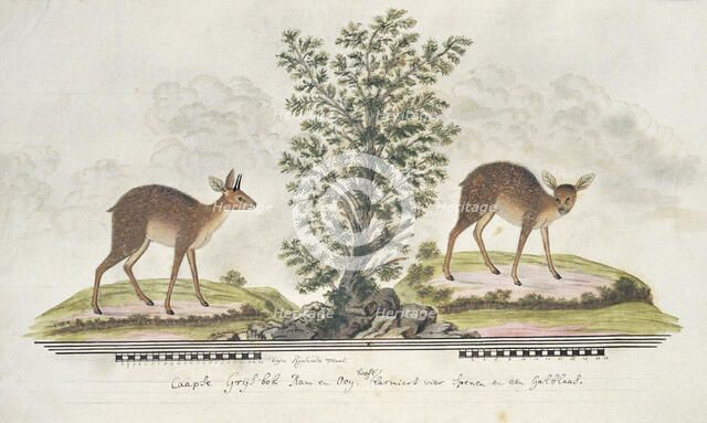 Raphicerus melanotis (Cape grysbok), 1777-1786. Creator: Robert Jacob Gordon.