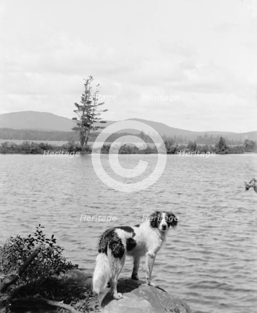 Raquette Lake (dog in picture), N.Y., between 1900 and 1910. Creator: Unknown.