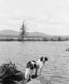 Raquette Lake (dog in picture), N.Y., between 1900 and 1910. Creator: Unknown