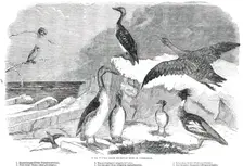 Rare Winter Birds recently shot in Yorkshire, 1850. Creator: Pearson