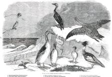 Rare Winter Birds recently shot in Yorkshire, 1850. Creator: Pearson