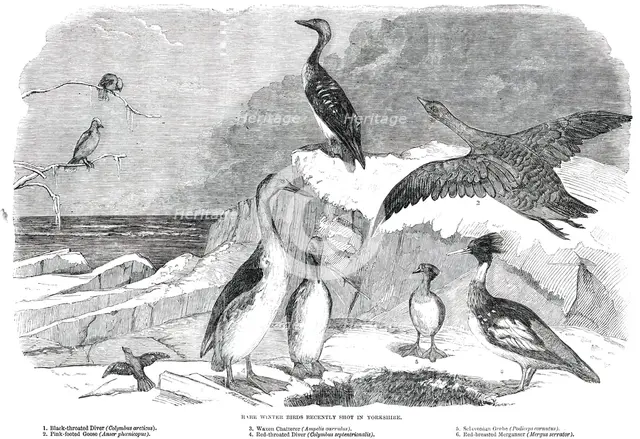 Rare Winter Birds recently shot in Yorkshire, 1850. Creator: Pearson.