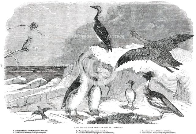 Rare Winter Birds recently shot in Yorkshire, 1850. Creator: Pearson.