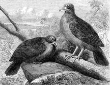 Rare birds From Navigators Islands: the Didunculus strigirostris, 1864. Creator: Pearson