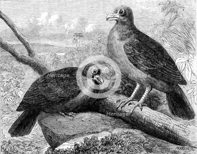 Rare birds From Navigators’ Islands: the Didunculus strigirostris, 1864. Creator: Pearson.