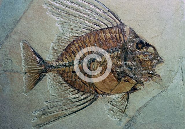 Rare fossilised fish. Artist: Unknown