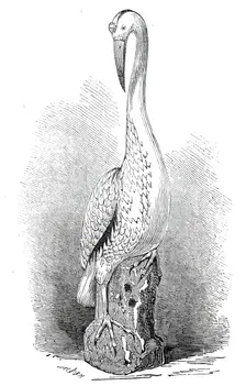 Rare old India China stork, 1845. Creator: Unknown