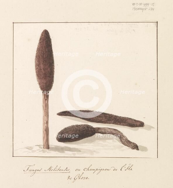 Rare plant of the island of Gozo, 1778. Creator: Louis Ducros.