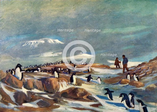 'Return of the Penguins', c1908, (1909).  Artist: George Marston.
