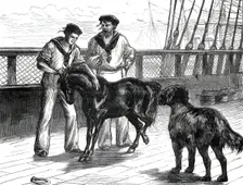 Return of the Prince of Wales from India: life on board the Serapis: Pony and Thibet Dog...1876. Creator: Unknown