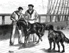 Return of the Prince of Wales from India: life on board the Serapis: Pony and Thibet Dog...1876. Creator: Unknown