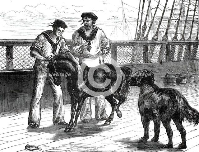 Return of the Prince of Wales from India: life on board the Serapis: Pony and Thibet Dog...1876. Creator: Unknown.