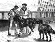 Return of the Prince of Wales from India: life on board the Serapis: Pony and Thibet Dog...1876. Creator: Unknown