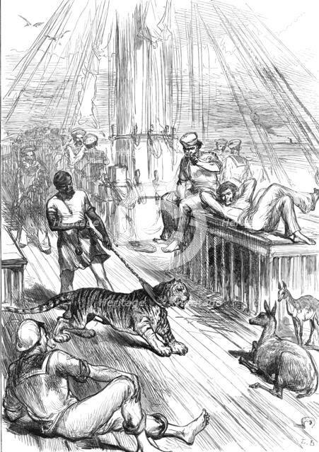 Return of the Prince of Wales from India: Life on Board the Serapis - Tiger and Cheetals...1876. Creator: L.B..