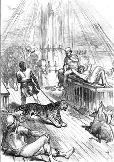 Return of the Prince of Wales from India: Life on Board the Serapis - Tiger and Cheetals...1876. Creator: L.B.