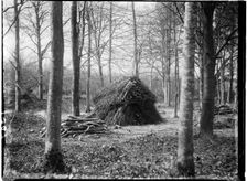 Rewell Wood, Arundel, Arun, West Sussex, 1908. Creator: Katherine Jean Macfee