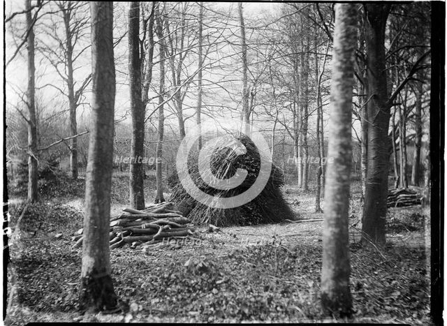 Rewell Wood, Arundel, Arun, West Sussex, 1908. Creator: Katherine Jean Macfee.
