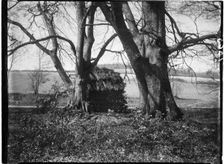 Rewell Wood, Arundel, Arun, West Sussex, 1908. Creator: Katherine Jean Macfee