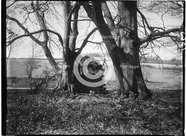 Rewell Wood, Arundel, Arun, West Sussex, 1908. Creator: Katherine Jean Macfee.