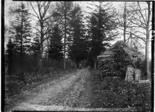 Rewell Wood, Arundel, Arun, West Sussex, 1908. Creator: Katherine Jean Macfee