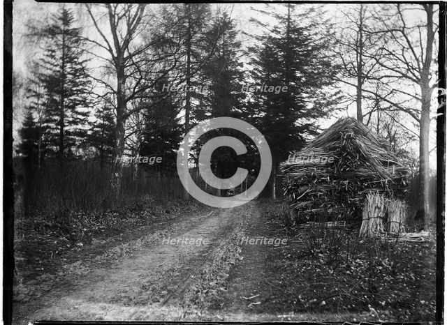Rewell Wood, Arundel, Arun, West Sussex, 1908. Creator: Katherine Jean Macfee.