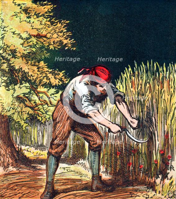 Reaper beginning to cut crop of wheat with a sickle, 1867. Artist: Unknown