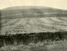 Reaper & Binder Competition, Mount Blowhard, near Ballarat 1901. Creator: Unknown
