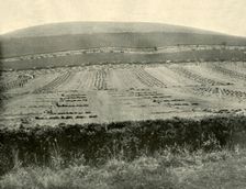 Reaper & Binder Competition, Mount Blowhard, near Ballarat 1901. Creator: Unknown