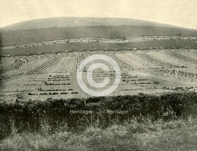 'Reaper & Binder Competition, Mount Blowhard, near Ballarat', 1901. Creator: Unknown.