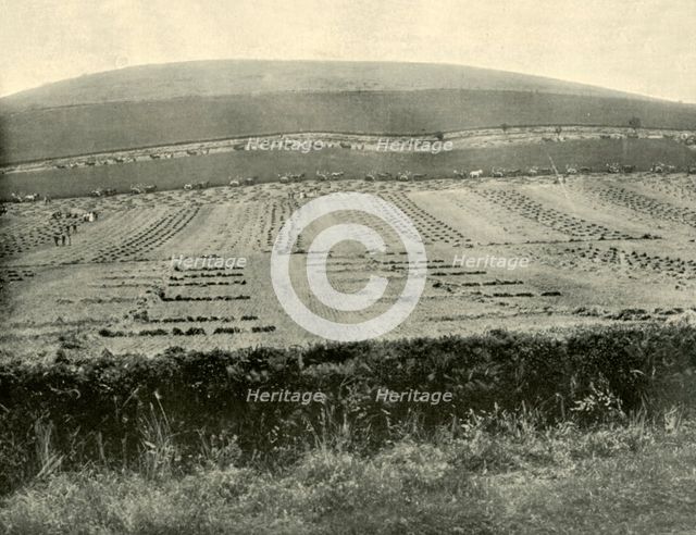 'Reaper & Binder Competition, Mount Blowhard, near Ballarat', 1901. Creator: Unknown.