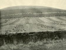 Reaper & Binder Competition, Mount Blowhard, near Ballarat 1901. Creator: Unknown