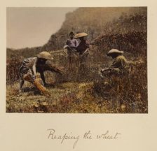 Reaping the Wheat, about 1873-1883. Creator: Shinichi Suzuki I