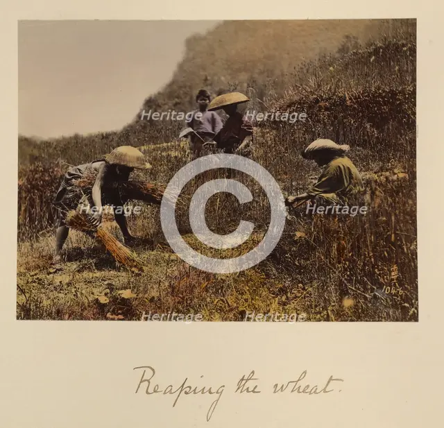 Reaping the Wheat, about 1873-1883. Creator: Shinichi Suzuki I.