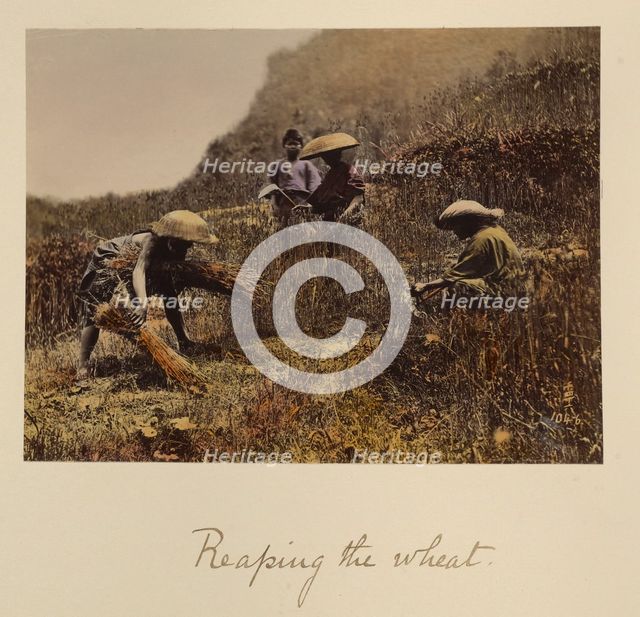 Reaping the Wheat, about 1873-1883. Creator: Shinichi Suzuki I.