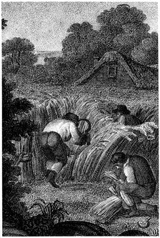 Reaping with sickles and binding the sheaves, England, c1800