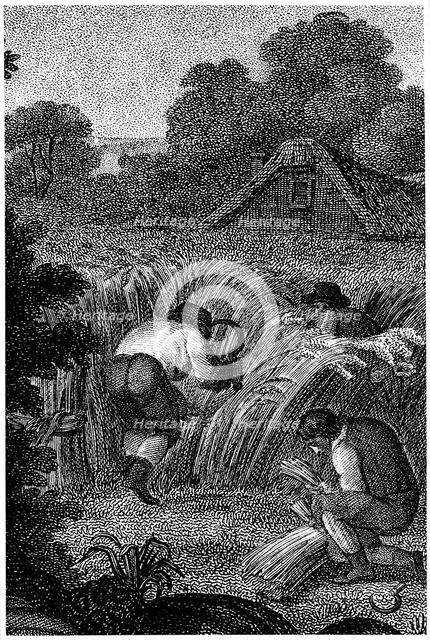 Reaping with sickles and binding the sheaves, England, c1800. Artist: Unknown