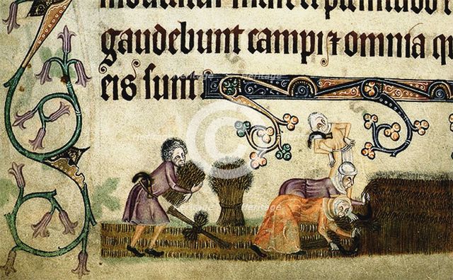 Reaping and binding sheaves (From the Luttrell Psalter), ca 1330. Artist: Anonymous  