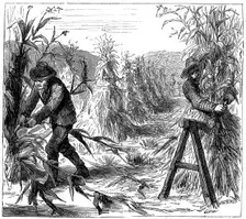 Reaping and socking-up corn to dry, Lake Drie, Canada, 1880